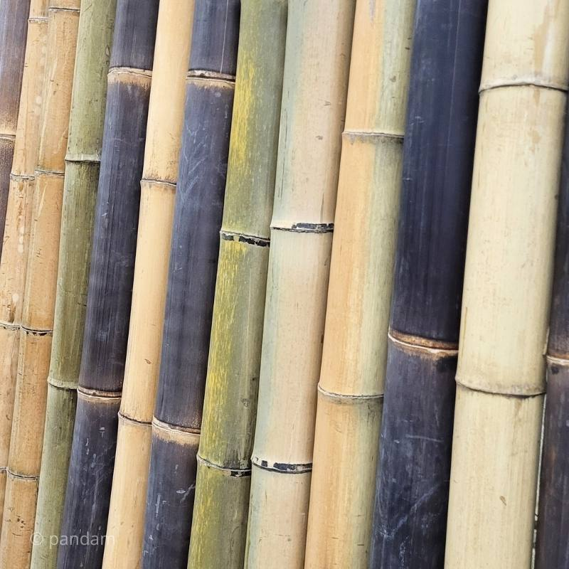 Tige Bambou Wulung Noir/Marron 200 Cm – Diamètre 5-6 Cm – Traité Sel De Bore – Bambou Naturel Indonésie