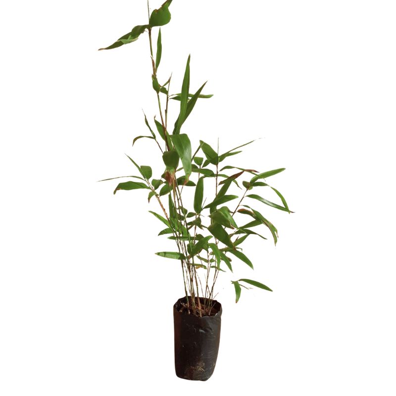 Plant bambou Moso (Phyllostachys edulis)
