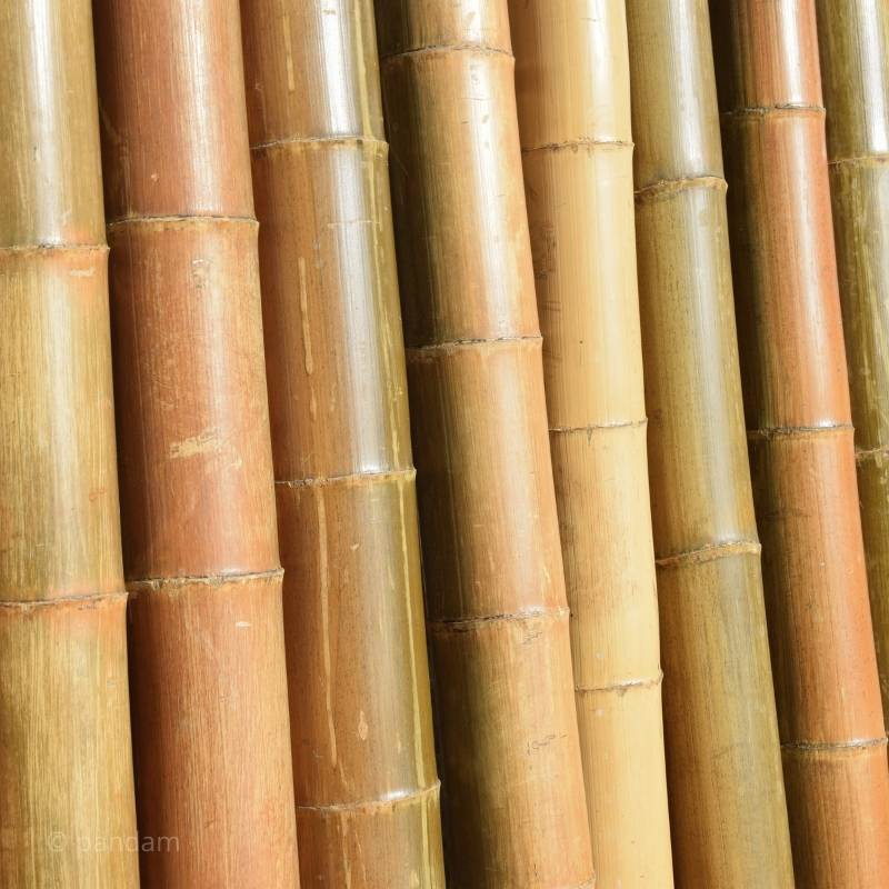 Tige de bambou avec traitement naturel