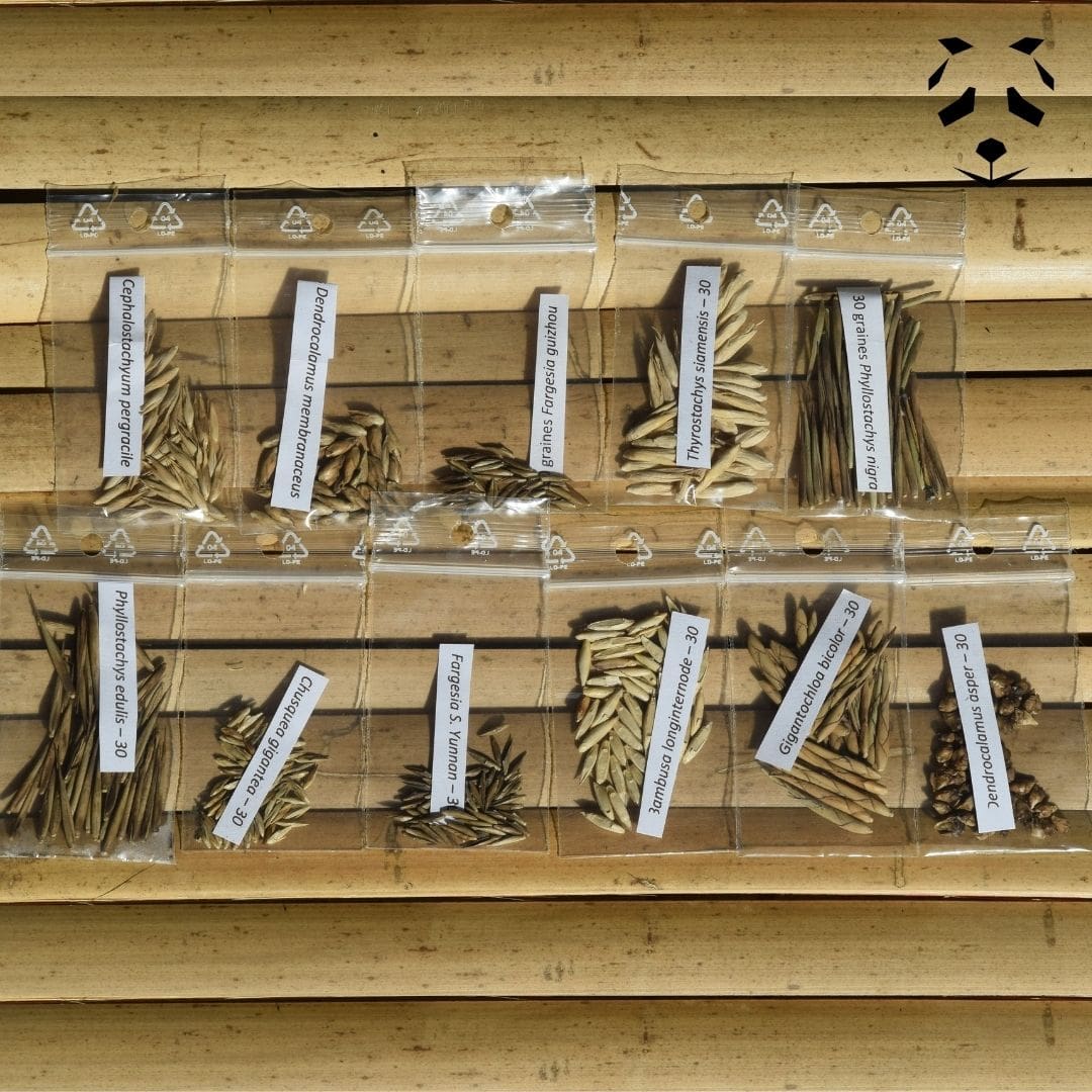 Collection complète: 9 espèces de bambou | Graines de bambou