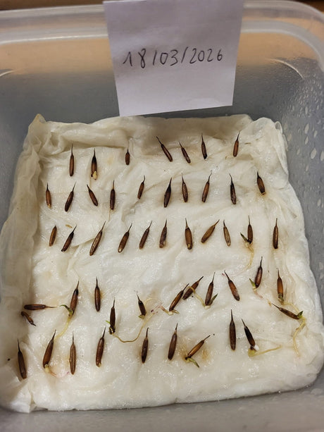 Test de germination (Graines de Moso)