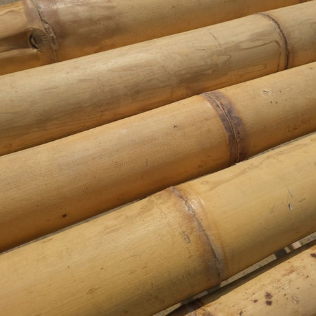 Le bambou est-il vraiment un bois ?