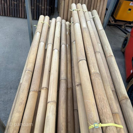 Tige de bambou claire Gigantochloa apus