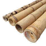 Tige de bambou guadua