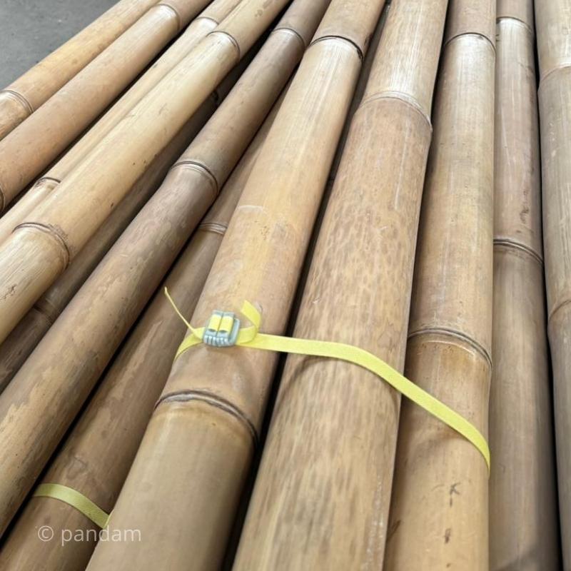 Tige de bambou claire Gigantochloa apus