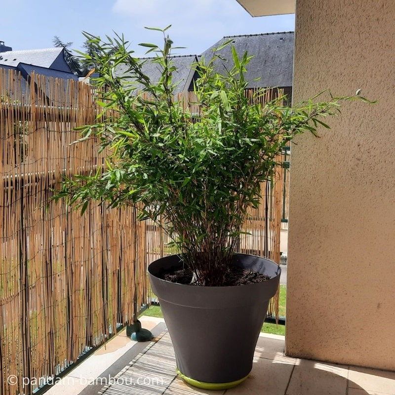 Fargesia nitida 'Gansu'
