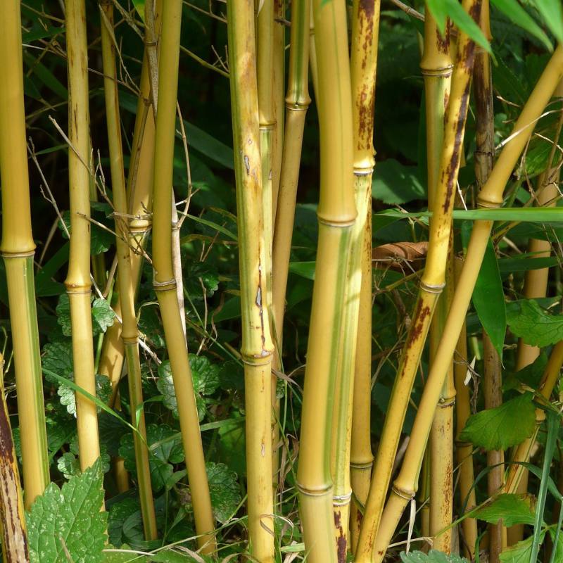 phyllostachys aureosulcata spectabilis