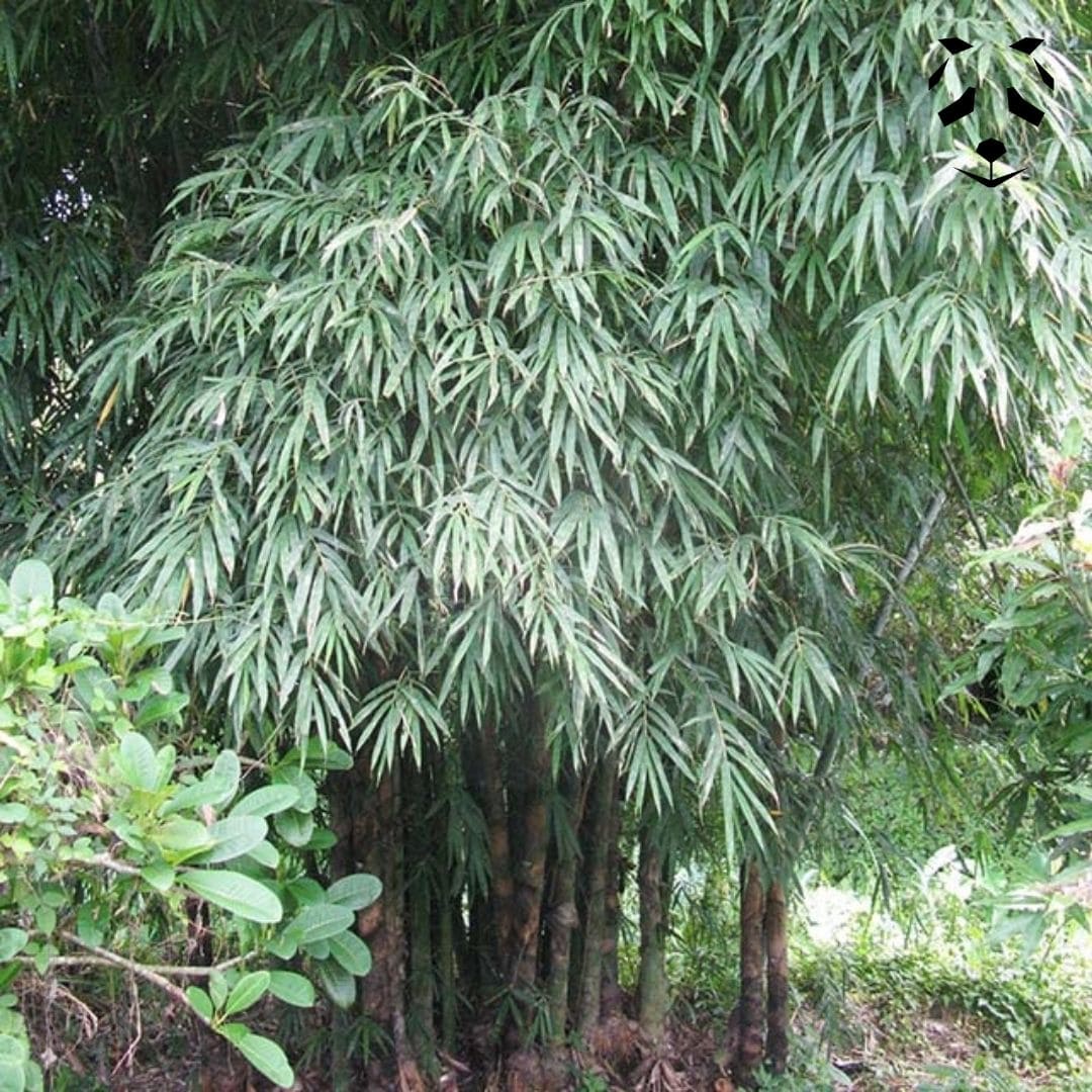 Dendrocalamus membranaceus