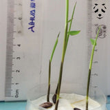 Germination des graines de Dendrocalamus sinicus