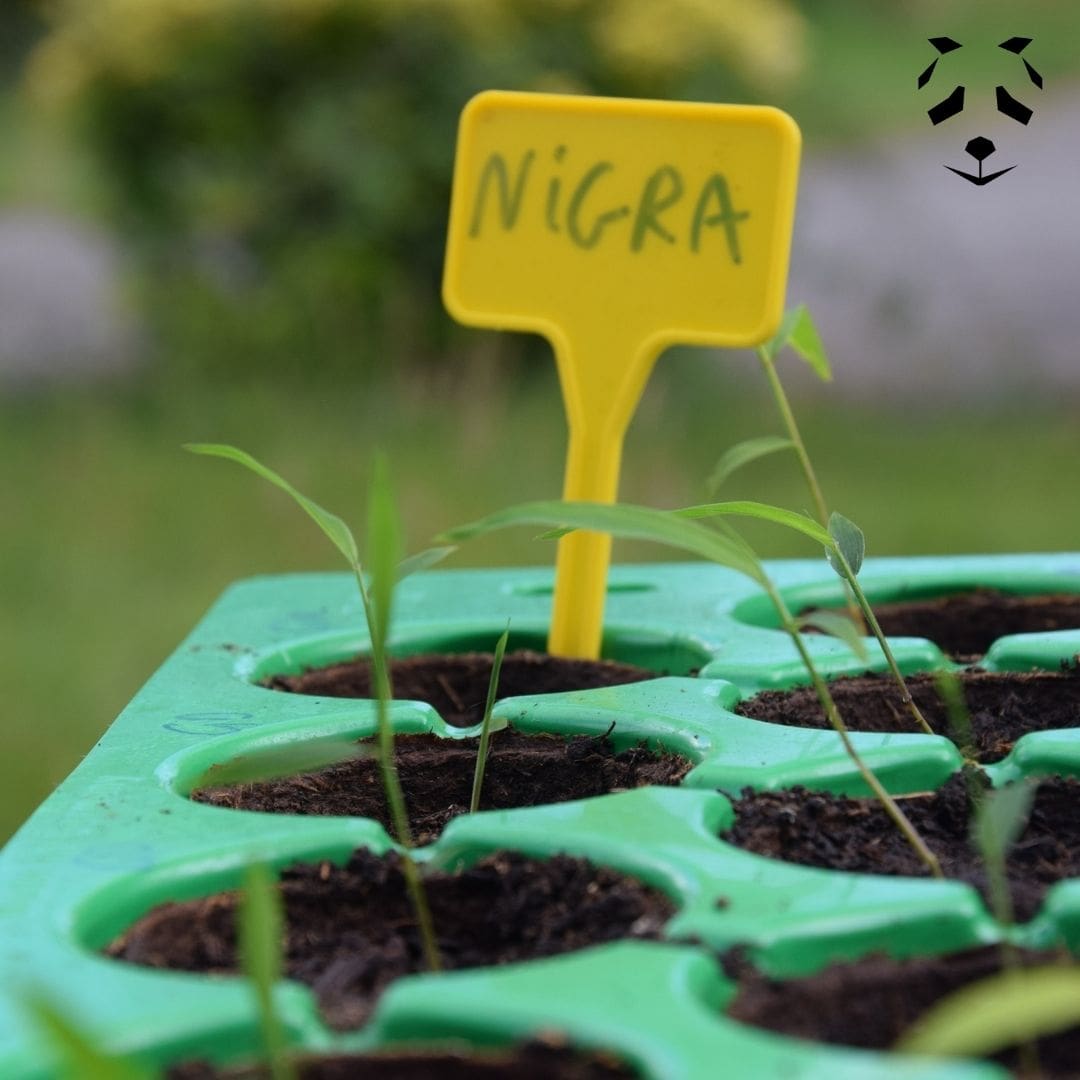 Germination des graines de bambou noir Phyllostachys nigra dans des petits pots.