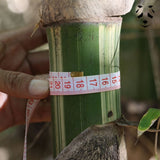 Graines de bambou Gigantochloa 'bicolor' | Non Traçant