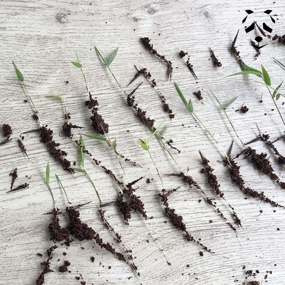 Graines de bambou géant Moso qui ont germé et formé des petits plants de bambou Moso.