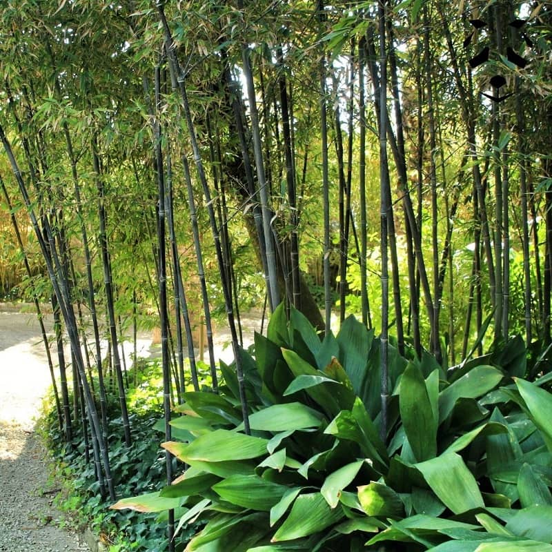 bambou noir phyllostachys nigra